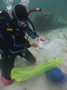 Nets collecting coral spawn in Mexico